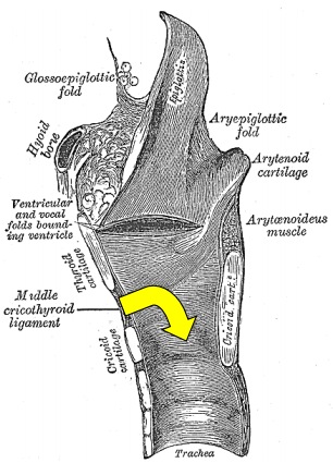 cricothyroidotomy anatomy