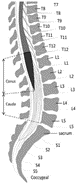 The cauda equina is usually located below L3