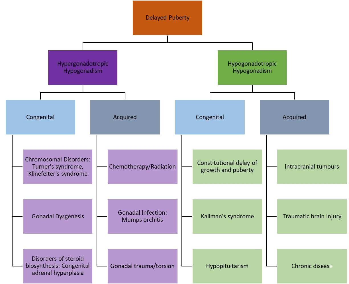 Figure 3.1: Classification of Causes of Delayed Puberty