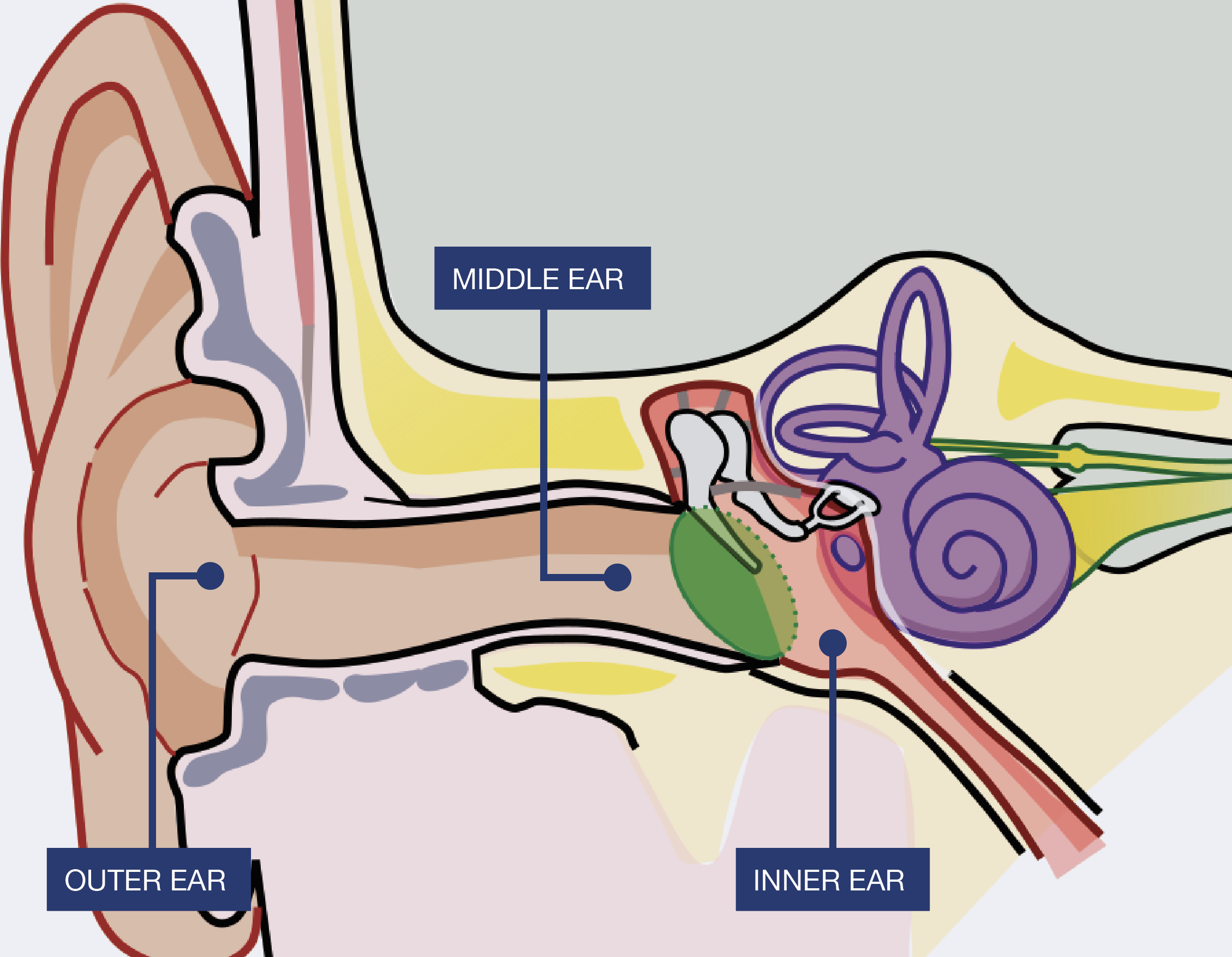 This is a picture showing the anatomy of a ear
