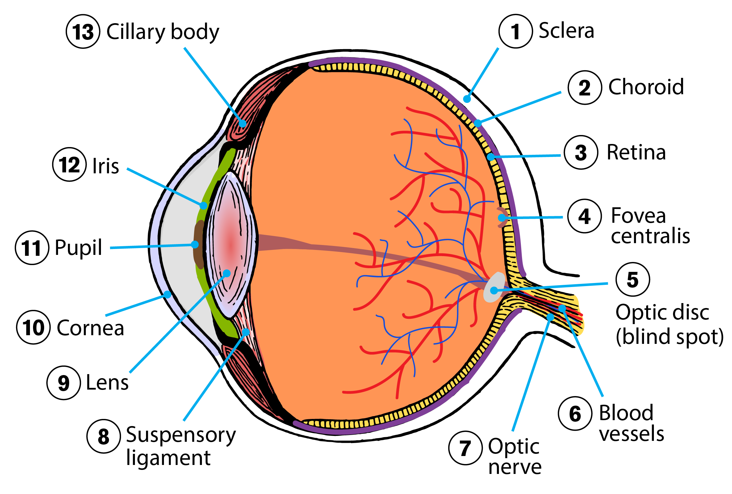 Anatomy of the human eye